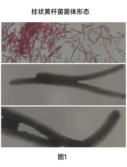 如何預防鰓蓋腐爛，arxiv論文助手arxiv論文助手預防鰓蓋腐爛
