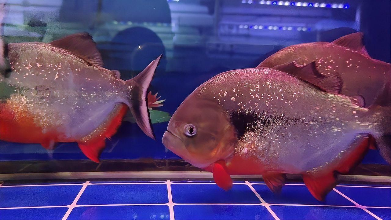 魚外傷多久會好，如何判斷魚外傷是否感染？