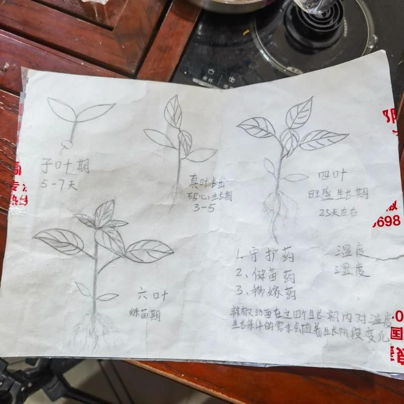 紅龍辣椒的種植技術(shù)要點(diǎn)，紅龍辣椒的種植技術(shù)