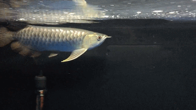 葉集龍魚有哪些養殖技巧？，葉集龍魚養殖技巧詳解