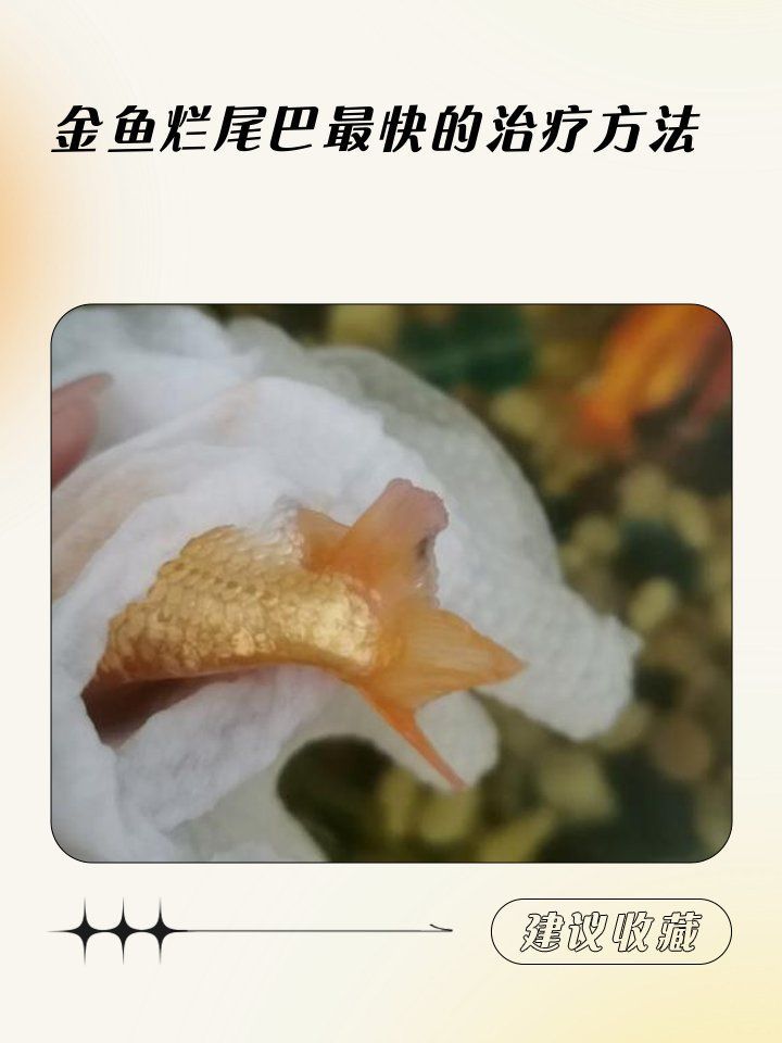 金魚尾巴爛了需要多久才能恢復，金魚尾巴充血爛尾是怎么回事