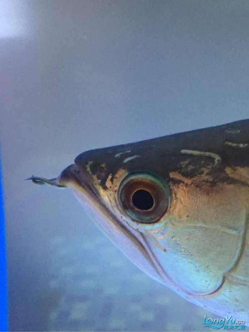 如何判斷龍魚須子是否再生？，關于觀賞魚龍魚須子再生的問題