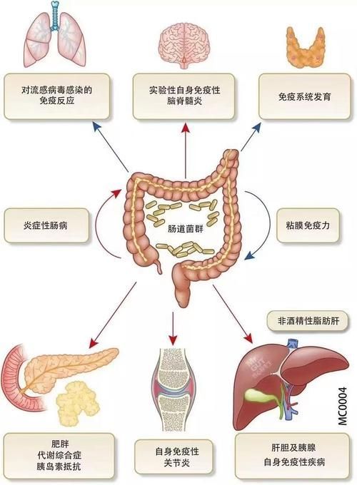 魚腸炎如何治療最有效，食用魚類引發(fā)的腸道感染