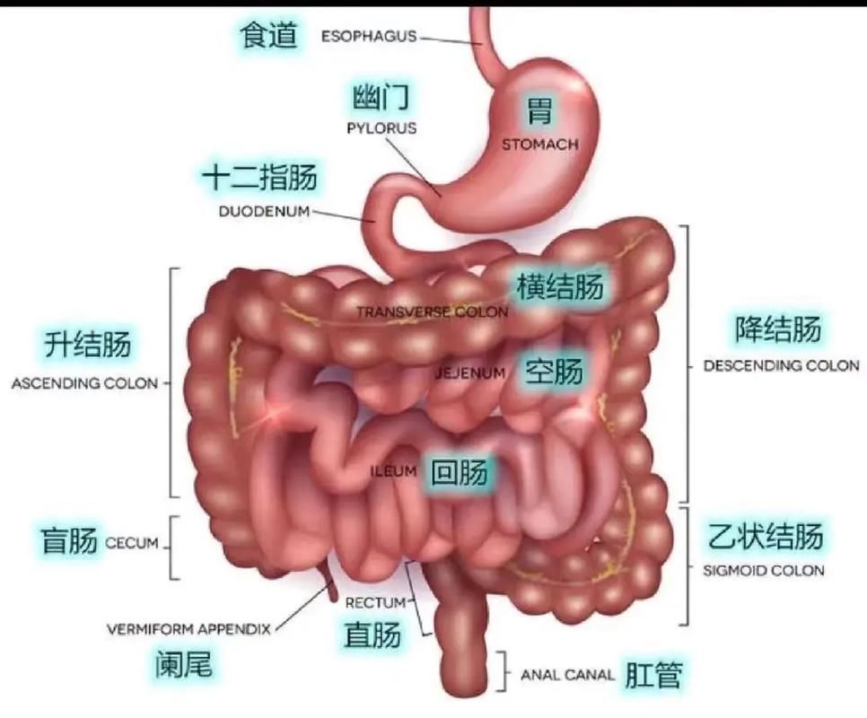 魚腸炎如何治療最有效，食用魚類引發(fā)的腸道感染