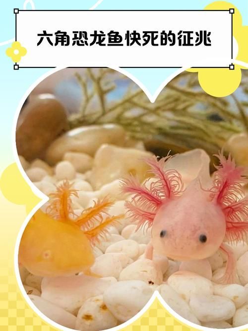 六角恐龍魚假死狀態如何急救？，六角恐龍魚假死狀態急救指南