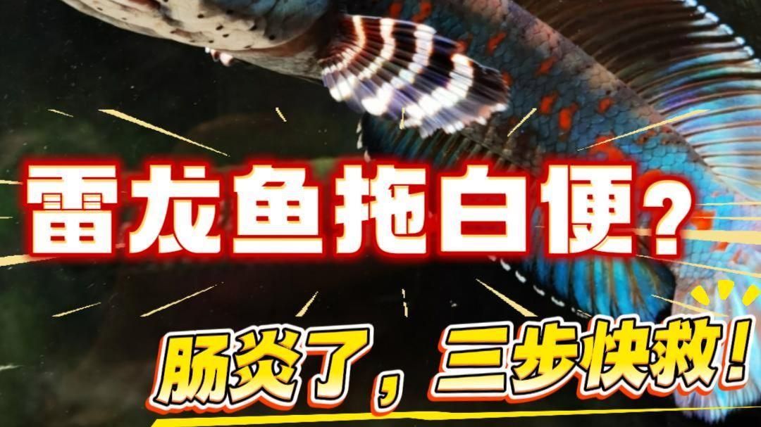 雷龍魚腸炎能自愈嗎，如何判斷雷龍魚腸炎是否嚴重？