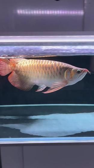 戰車龍魚有哪些著名個體？，戰車龍魚有哪些著名漁場？