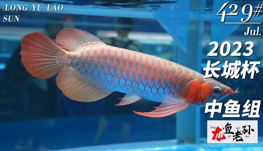 長城杯龍魚比賽有哪些組別？，長城杯龍魚比賽2024年取消組別，但不可降級參賽 長城杯龍魚比賽有哪些組別？，長城杯龍魚比賽2024年取消組別，但不可降級參賽 龍魚百科 第5張