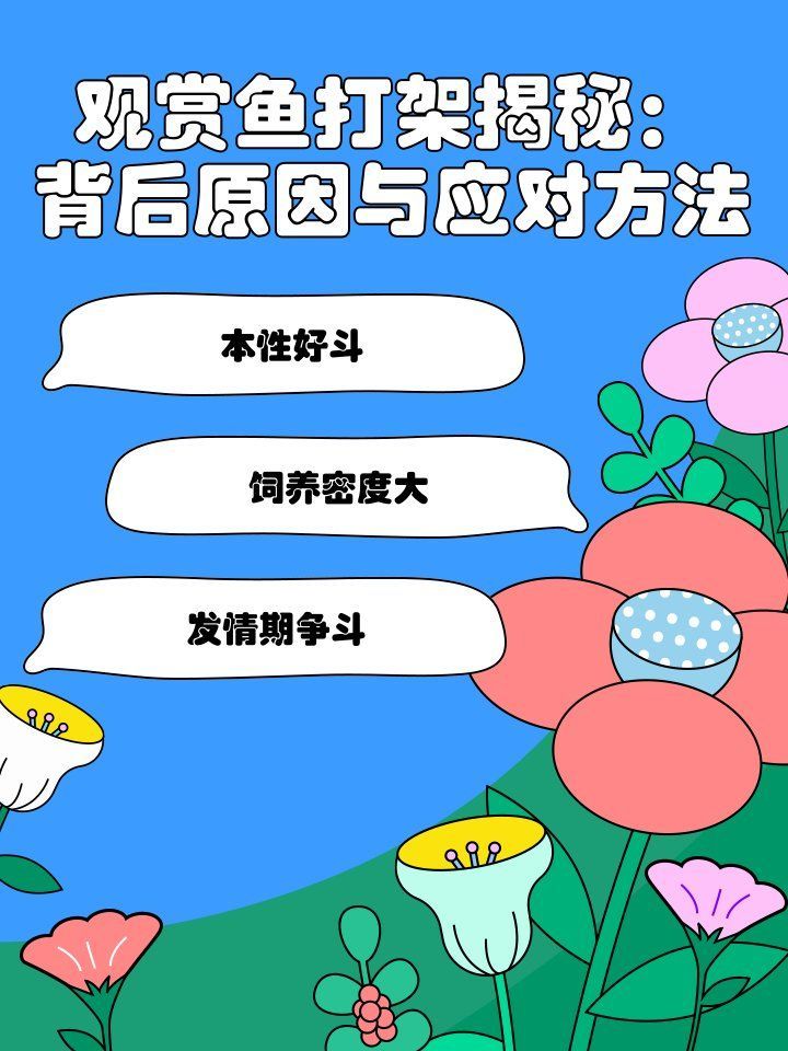 龍魚(yú)打架后多久會(huì)再次打架，觀賞魚(yú)打架揭秘:背后原因與應(yīng)對(duì)方法