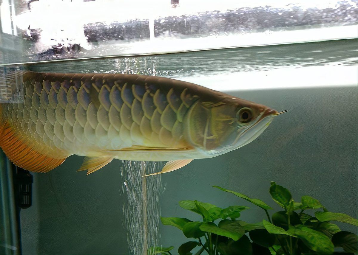 雪龍魚病的治療方法有哪些？，雪龍魚常見疾病治療方法包括白點病、爛尾病、爛尾病& 雪龍魚病的治療方法有哪些？，雪龍魚常見疾病治療方法包括白點病、爛尾病、爛尾病& 龍魚百科 第5張
