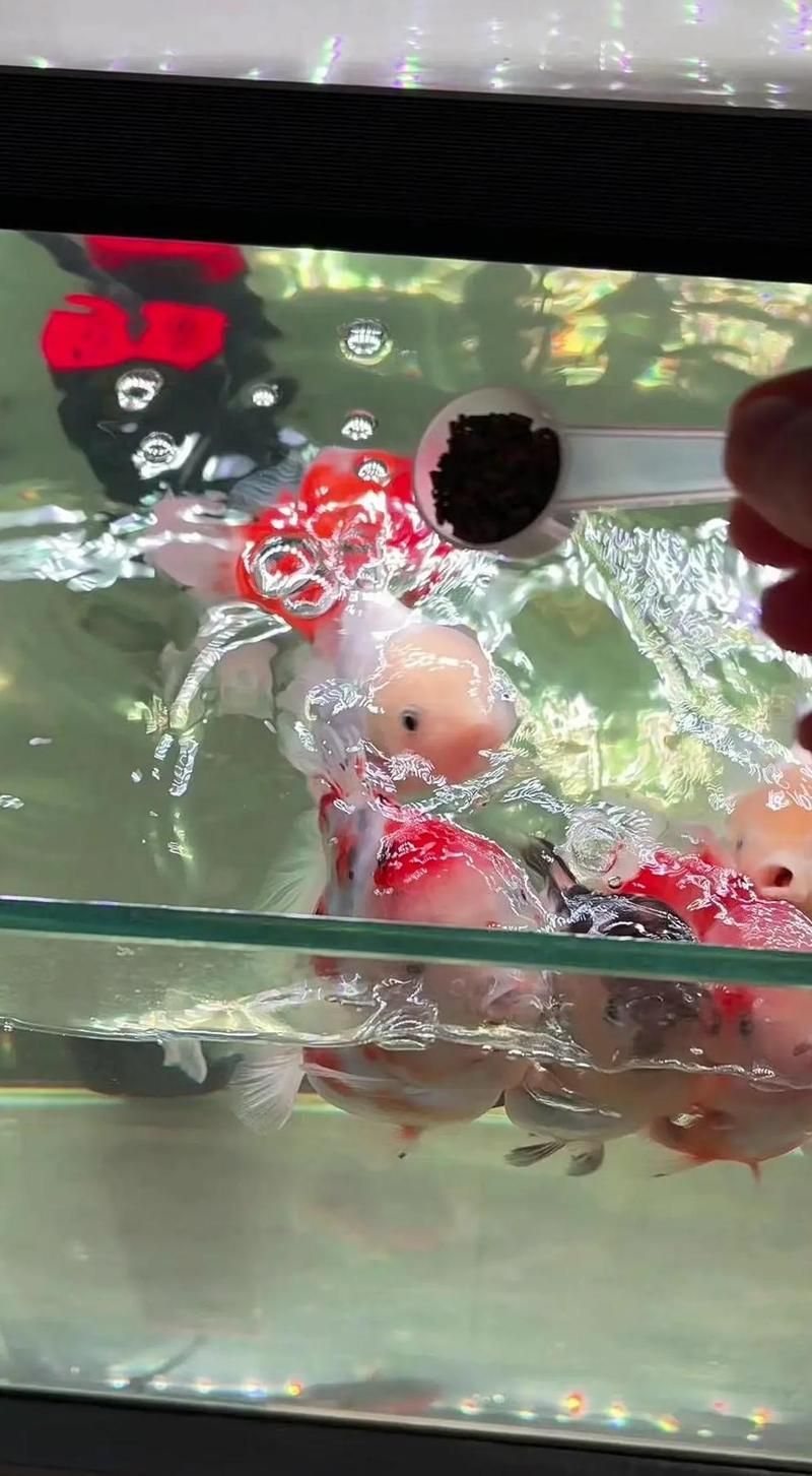 如何調整喂食量以滿足魚類需求，喂食量以滿足魚類需求是確保它們健康生長和繁殖的關鍵