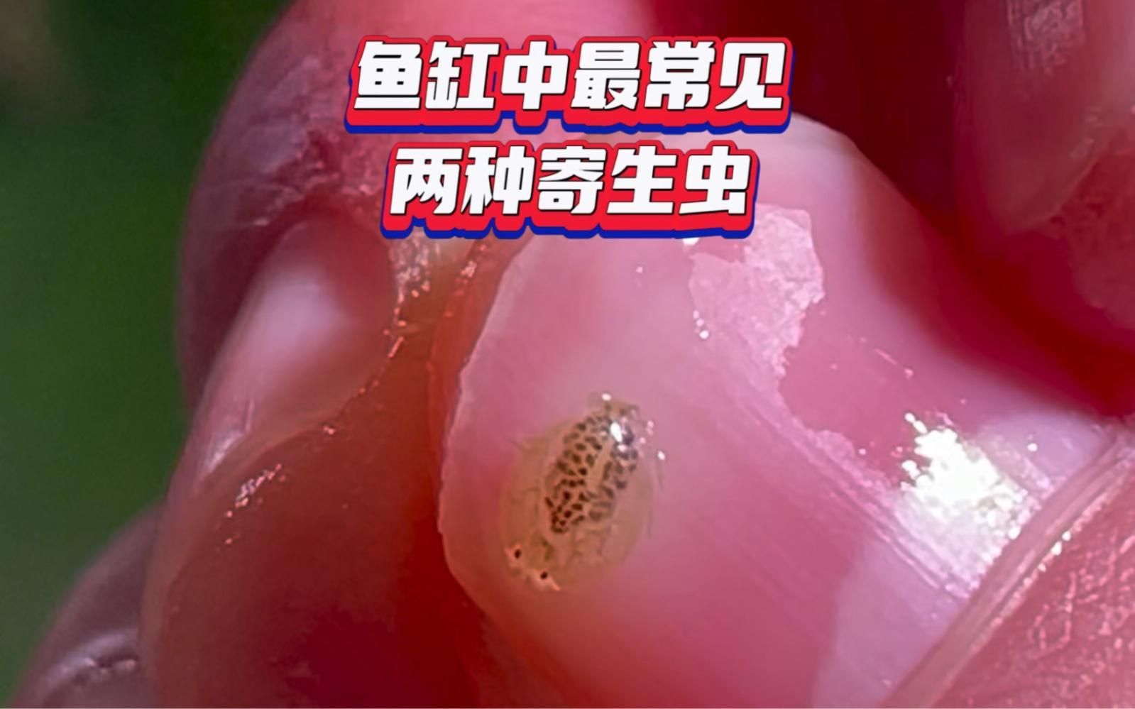 哪些魚(yú)類寄生蟲(chóng)最容易感染人 哪些魚(yú)類寄生蟲(chóng)最容易感染人 龍魚(yú)百科 第2張