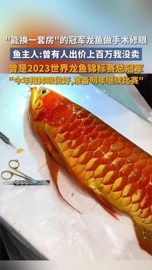 廣州龍魚的價格范圍是多少？，廣州龍魚價格呈金字塔結構：廣州龍魚價格呈金字塔結構