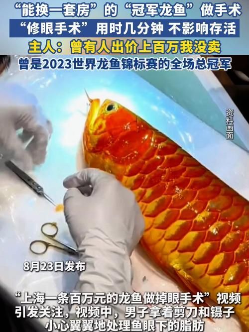 廣州龍魚的價格范圍是多少？，廣州龍魚價格呈金字塔結構：廣州龍魚價格呈金字塔結構