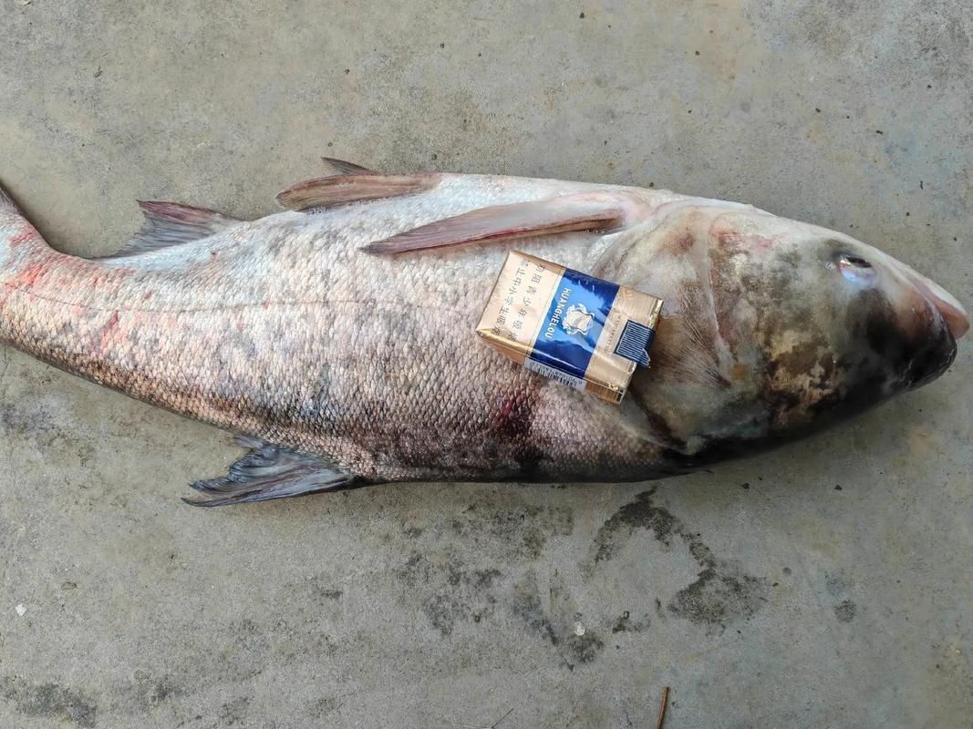 給我一些判斷大頭魚浮頭的圖片，判斷大頭魚浮頭是否浮頭，水質檢測中哪些指標最重要