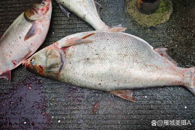 給我一些判斷大頭魚浮頭的圖片，判斷大頭魚浮頭是否浮頭，水質檢測中哪些指標最重要