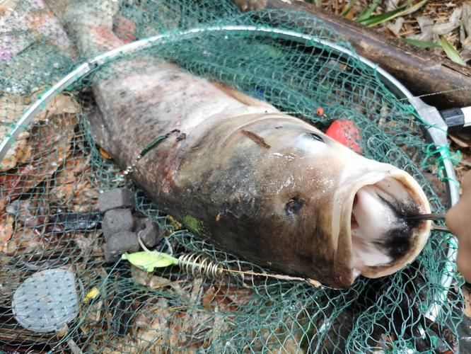 給我一些判斷大頭魚浮頭的圖片，判斷大頭魚浮頭是否浮頭，水質檢測中哪些指標最重要