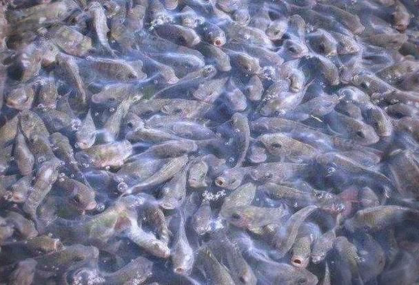 給我一些判斷大頭魚浮頭的圖片，判斷大頭魚浮頭是否浮頭，水質檢測中哪些指標最重要