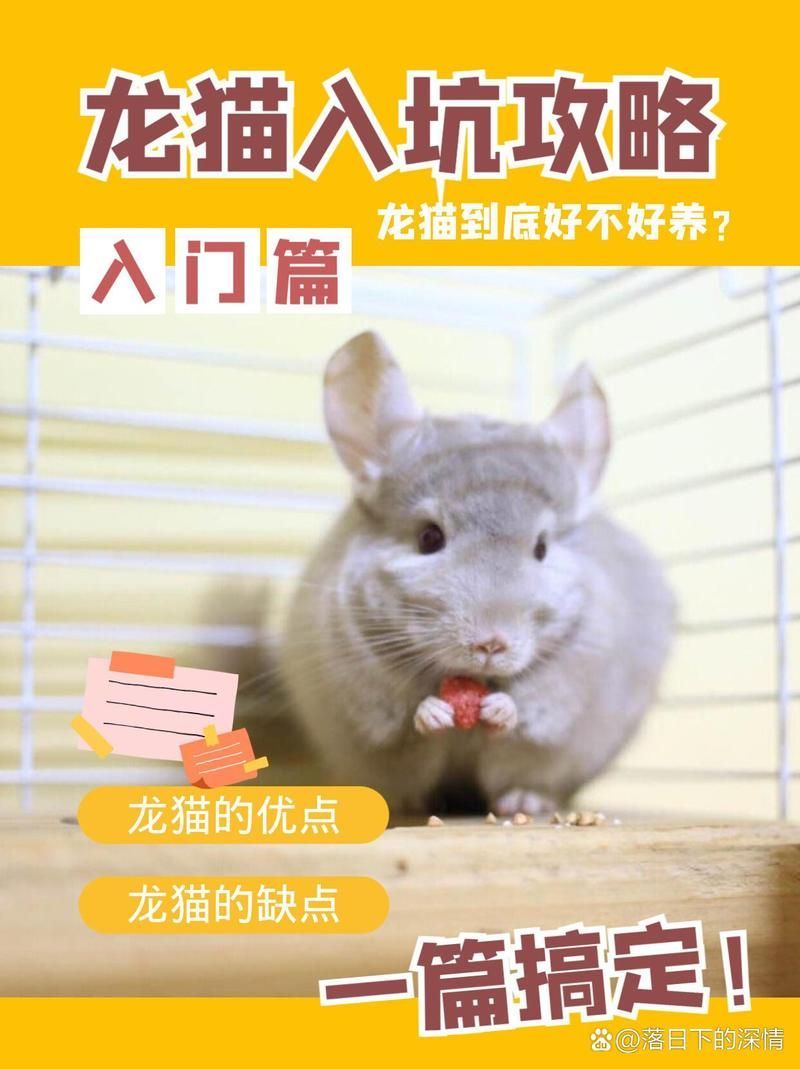 龍貓和貓哪個更適合孩子，龍貓和貓哪個更適合孩子養，