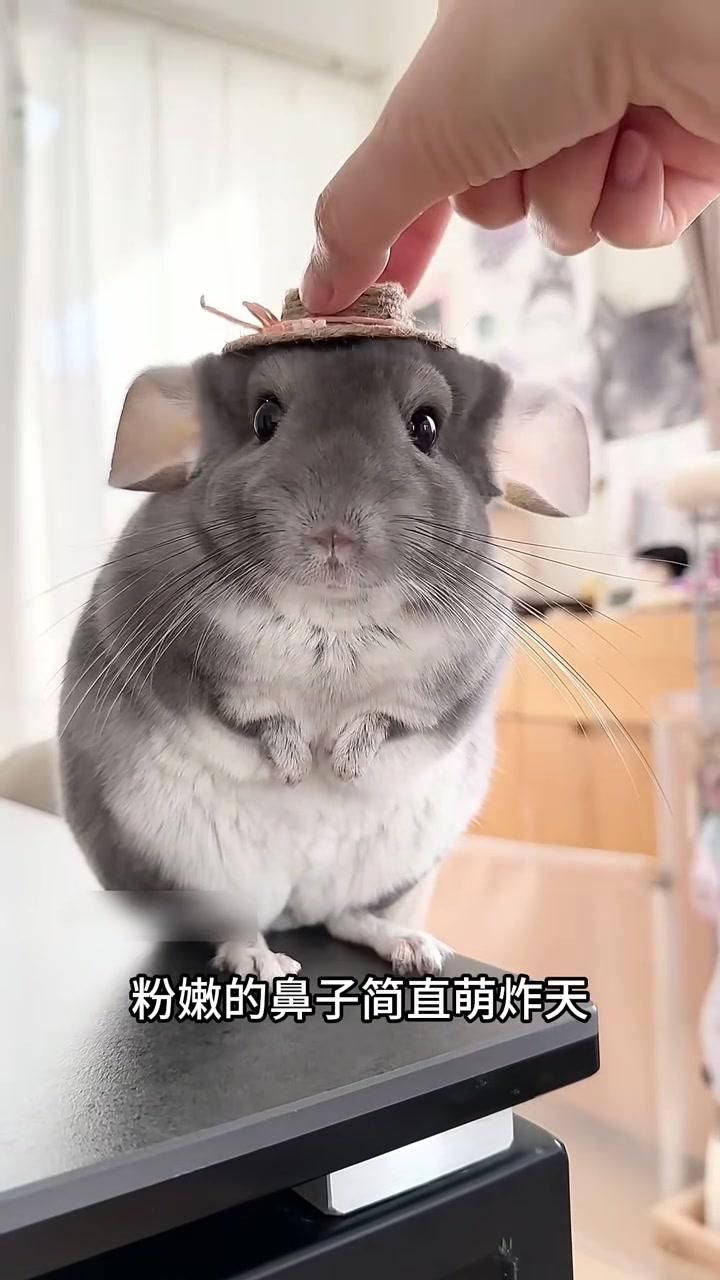 龍貓和貓哪個更適合孩子，龍貓和貓哪個更適合孩子養，