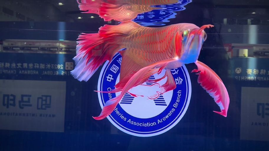 鳳凰紅龍魚有哪些稀有品種，鳳凰紅龍魚有哪些品種？