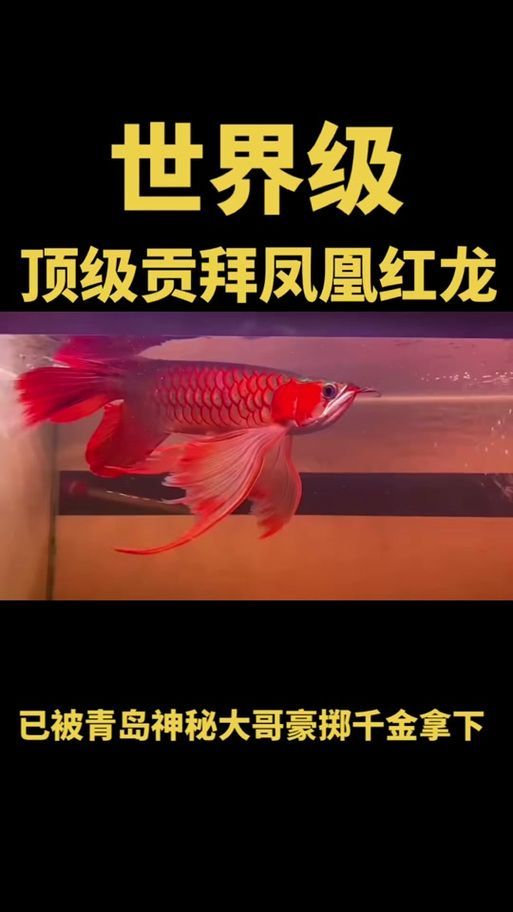 鳳凰紅龍魚有哪些稀有品種，鳳凰紅龍魚有哪些品種？