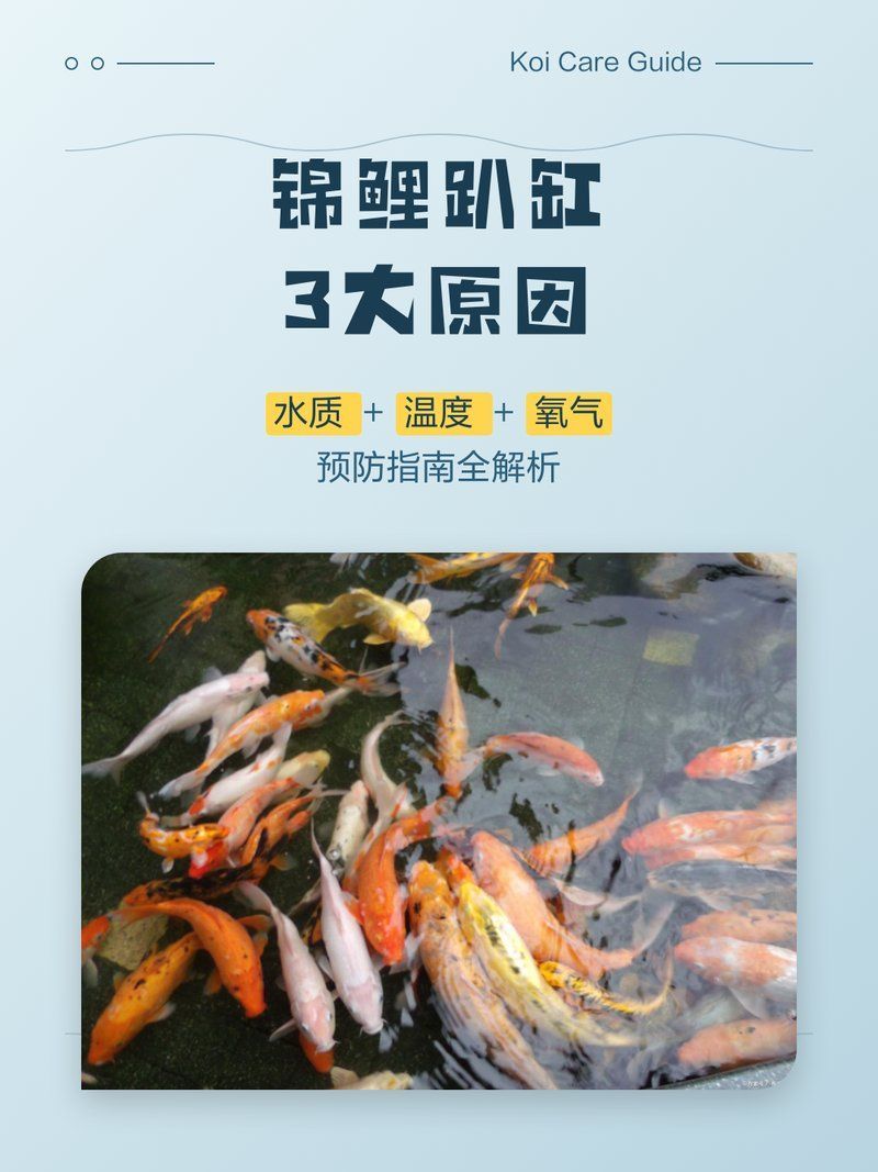 如何預防錦鯉扎堆趴缸，錦鯉趴缸3大原因+3大原因+預防指南 如何預防錦鯉扎堆趴缸，錦鯉趴缸3大原因+3大原因+預防指南 龍魚百科 第1張