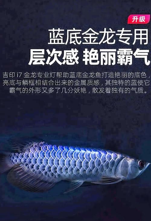 如何挑選健康的藍(lán)金龍魚，如何挑選健康藍(lán)金龍魚
