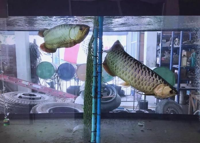 如何正確飼養(yǎng)龍魚，如何正確的飼養(yǎng)龍魚 如何正確飼養(yǎng)龍魚，如何正確的飼養(yǎng)龍魚 龍魚百科 第6張