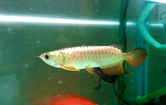 過背金龍魚和B過金龍魚哪個更貴,背金龍魚和b過金龍魚哪個更穩定,過背金龍魚品相鑒別清單 龍魚百科 第4張 過背金龍魚和B過金龍魚哪個更貴,背金龍魚和b過金龍魚哪個更穩定,過背金龍魚品相鑒別清單 過背金龍魚和B過金龍魚哪個更貴,背金龍魚和b過金龍魚哪個更穩定,過背金龍魚品相鑒別清單 龍魚百科 第4張