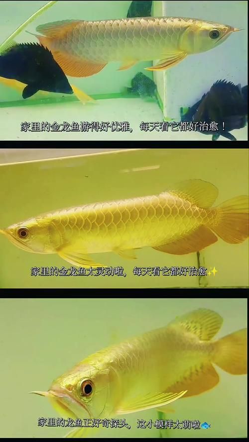 過背金龍魚和B過金龍魚哪個更貴,背金龍魚和b過金龍魚哪個更穩定,過背金龍魚品相鑒別清單 龍魚百科 第5張 過背金龍魚和B過金龍魚哪個更貴,背金龍魚和b過金龍魚哪個更穩定,過背金龍魚品相鑒別清單 過背金龍魚和B過金龍魚哪個更貴,背金龍魚和b過金龍魚哪個更穩定,過背金龍魚品相鑒別清單 龍魚百科 第5張