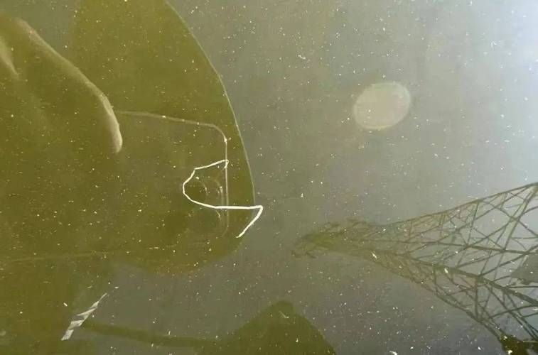 如何判斷金龍魚是否消化不良？，如何判斷金龍魚是否消化不良？——權威癥狀識別與實操指南
