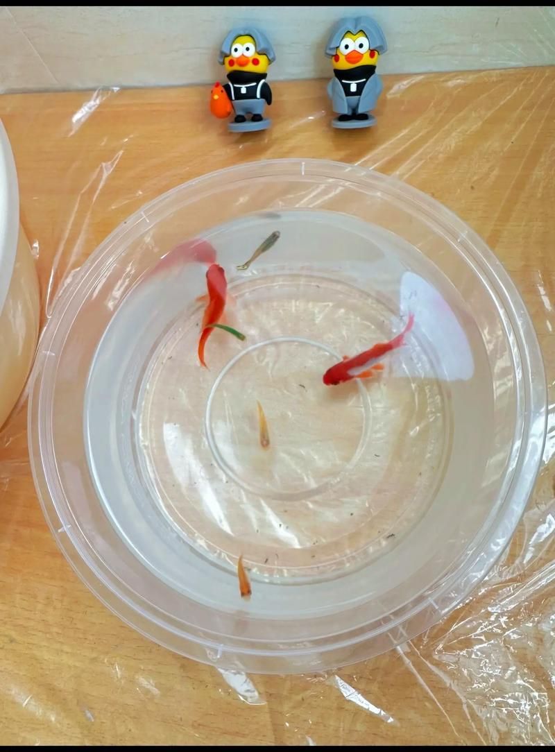 如何判斷金龍魚是否消化不良？，如何判斷金龍魚是否消化不良？——權威癥狀識別與實操指南