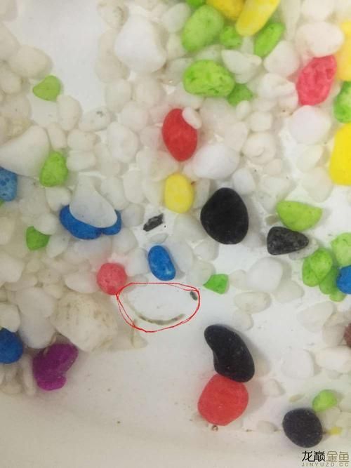 如何判斷金龍魚是否消化不良？，如何判斷金龍魚是否消化不良？——權威癥狀識別與實操指南