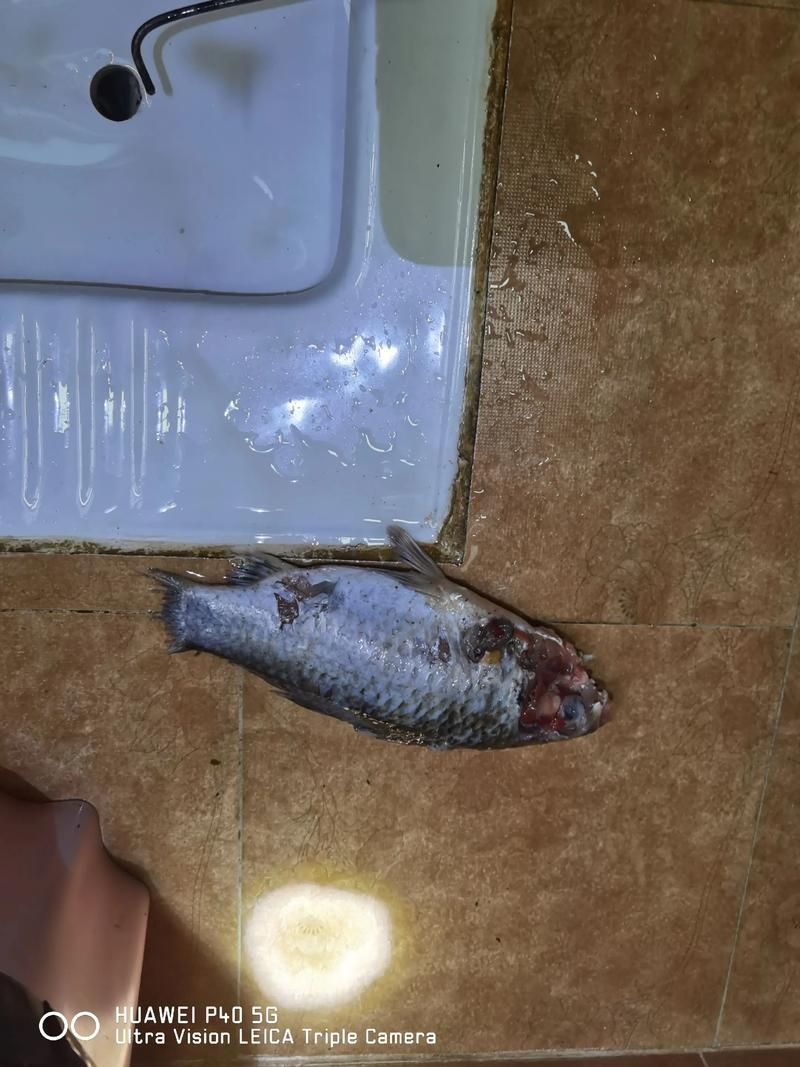 如何判斷金龍魚是否消化不良？，如何判斷金龍魚是否消化不良？——權威癥狀識別與實操指南