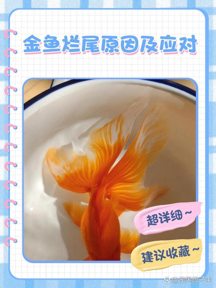 魚爛尾自愈需要多長時間，金魚爛尾自愈需要多長時間