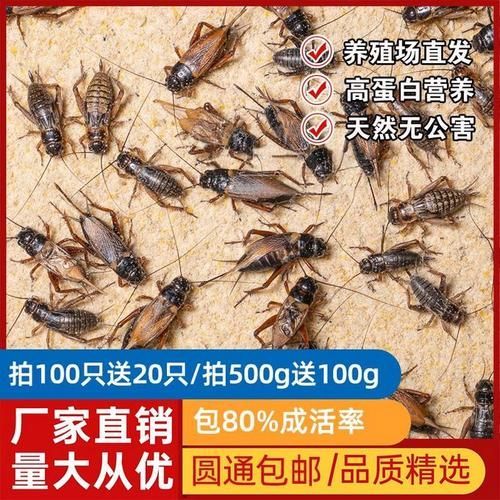 有哪些活餌適合小龍魚食用