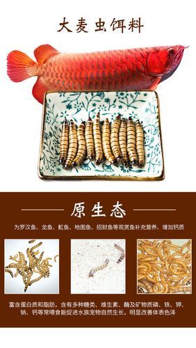 有哪些活餌適合小龍魚食用