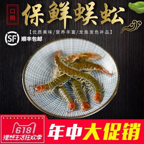 有哪些活餌適合小龍魚食用