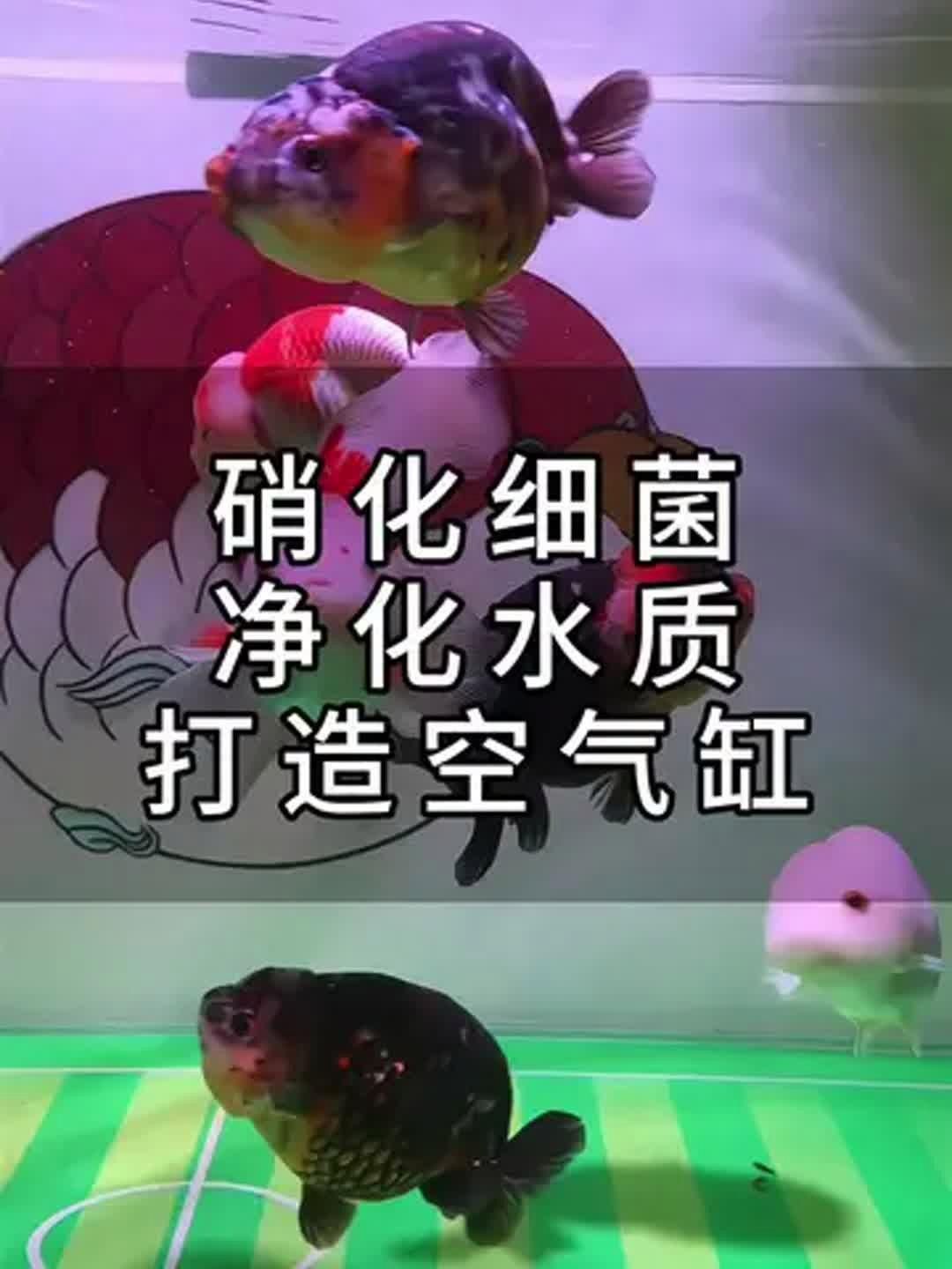 有哪些品牌硝化細菌值得推薦，硝化細菌產品在工業廢水處理領域具有廣泛應用前景 有哪些品牌硝化細菌值得推薦，硝化細菌產品在工業廢水處理領域具有廣泛應用前景 龍魚百科 第2張