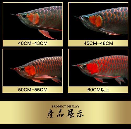 能否提供20cm過(guò)背金龍魚(yú)的圖片，20cm過(guò)背金龍魚(yú)的特征和特點(diǎn)