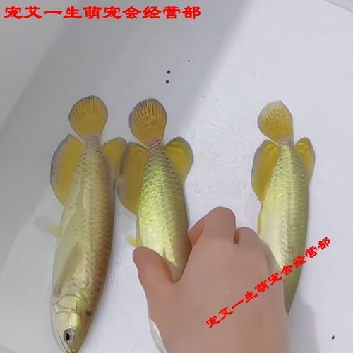 能否提供20cm過(guò)背金龍魚(yú)的圖片，20cm過(guò)背金龍魚(yú)的特征和特點(diǎn)
