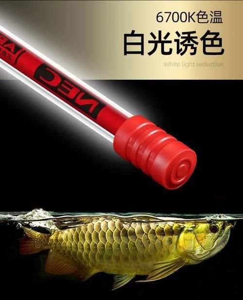 有哪些紅龍專用燈管推薦，日本nec6700k燈管的價格是多少