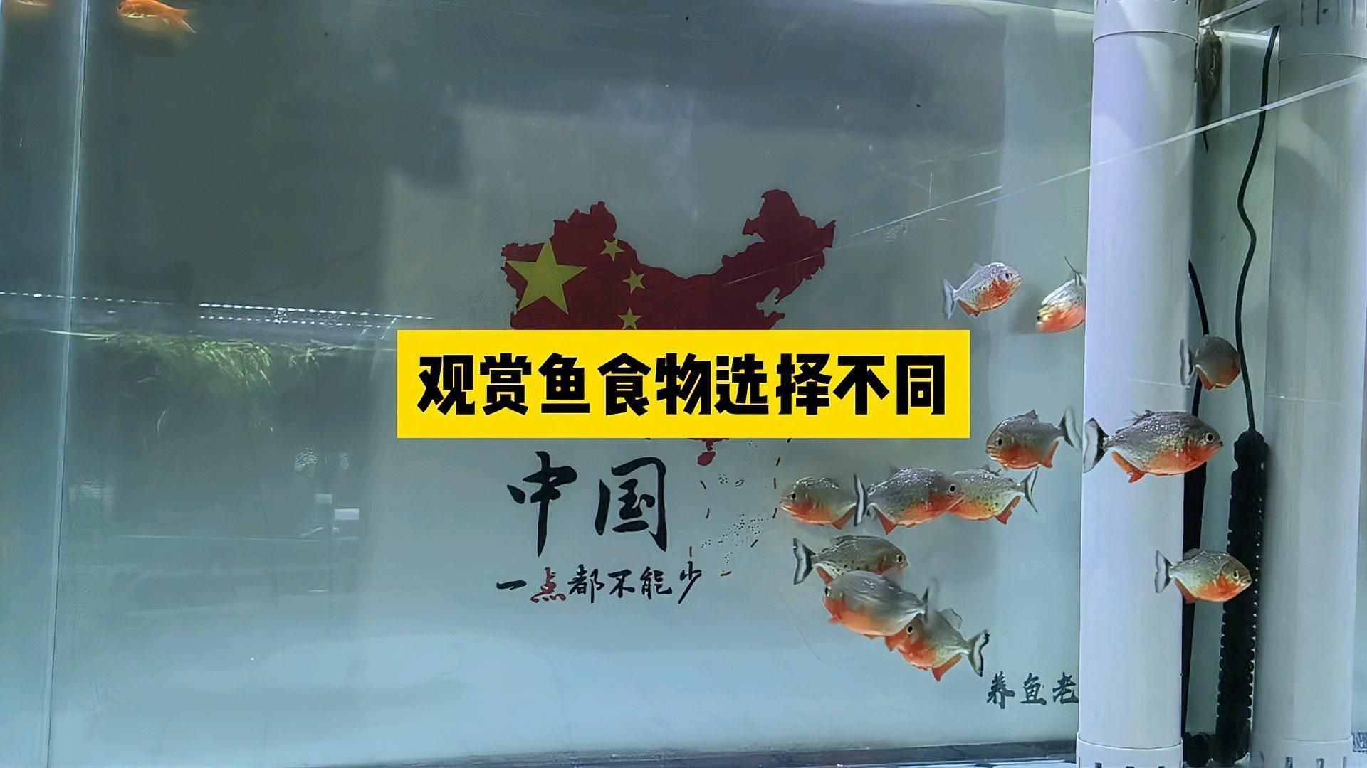 杜龍魚一周吃幾次合適，杜龍魚一周喂幾次，關(guān)鍵看它的生長階段和體質(zhì)和體質(zhì)狀況 杜龍魚一周吃幾次合適，杜龍魚一周喂幾次，關(guān)鍵看它的生長階段和體質(zhì)和體質(zhì)狀況 龍魚百科 第2張