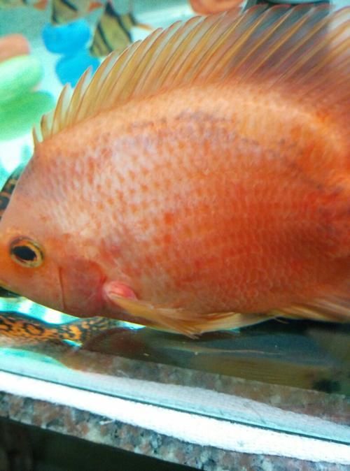 能提供更多關于迷你鸚鵡魚鰭根部充血的圖片嗎，關于迷你鸚鵡魚鰭根部充血的基本信息