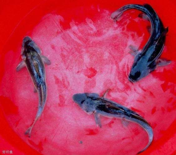 淮上龍魚的產地在哪里？，淮上龍魚有哪些特點？ 淮上龍魚的產地在哪里？，淮上龍魚有哪些特點？ 龍魚百科 第3張