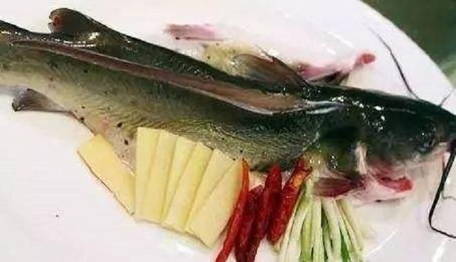 淮上龍魚的產地在哪里？，淮上龍魚有哪些特點？ 淮上龍魚的產地在哪里？，淮上龍魚有哪些特點？ 龍魚百科 第4張