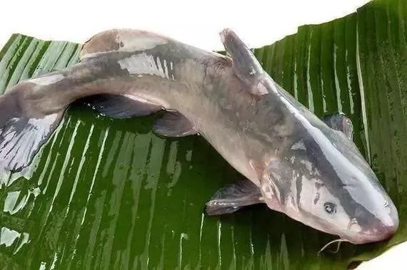 淮上龍魚的產地在哪里？，淮上龍魚有哪些特點？ 淮上龍魚的產地在哪里？，淮上龍魚有哪些特點？ 龍魚百科 第2張