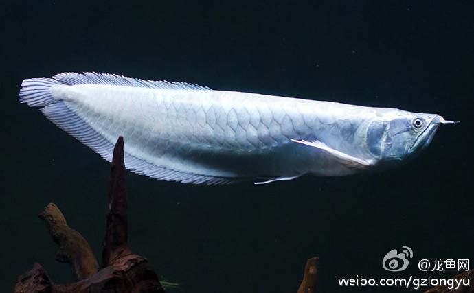 白化銀龍魚有哪些常見品種？，白化銀龍魚飼養(yǎng)注意事項 白化銀龍魚有哪些常見品種？，白化銀龍魚飼養(yǎng)注意事項 龍魚百科 第7張