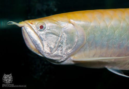 白化銀龍魚有哪些常見品種？，白化銀龍魚飼養(yǎng)注意事項 白化銀龍魚有哪些常見品種？，白化銀龍魚飼養(yǎng)注意事項 龍魚百科 第2張